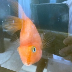 熱帯魚　生体　パロットファイヤー ×2の画像