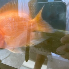 熱帯魚　生体　パロットファイヤー ×2の画像