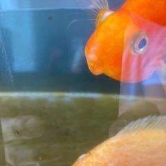 熱帯魚　生体　パロットファイヤー ×2の画像