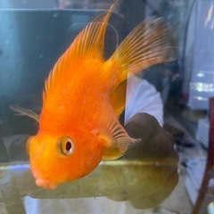 熱帯魚　生体　パロットファイヤー ×2の画像