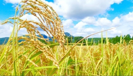 ⭐️お値下げしました⭐️2024新米30kg