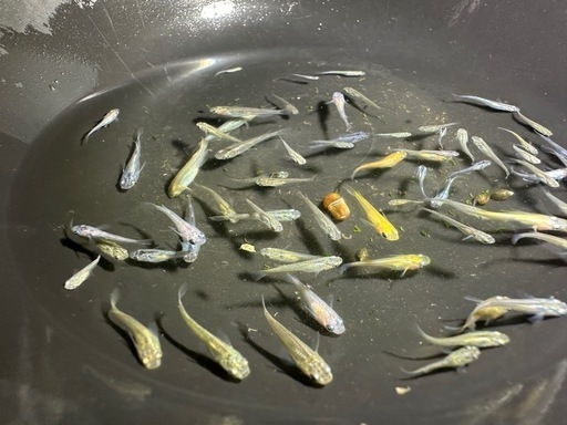 評価用です。メダカ　稚魚　50匹以上