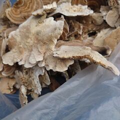 さるのこしかけの画像