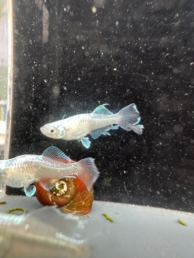 メダカ如水若魚(種親)①ペア メダカの館ワッチ様血統 【茶林