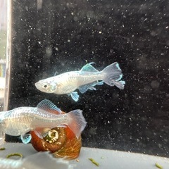 メダカ【如水】若魚(種親)①ペア メダカの館ワッチ様血統 準直系