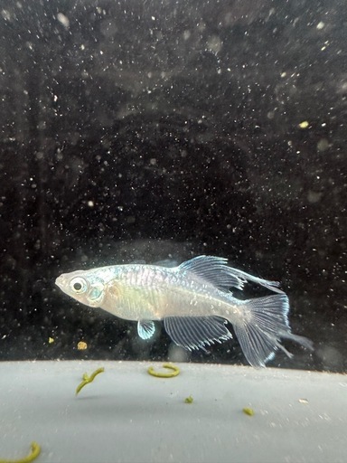 メダカ【如水】若魚(種親)①ペア　メダカの館ワッチ様血統　準直系