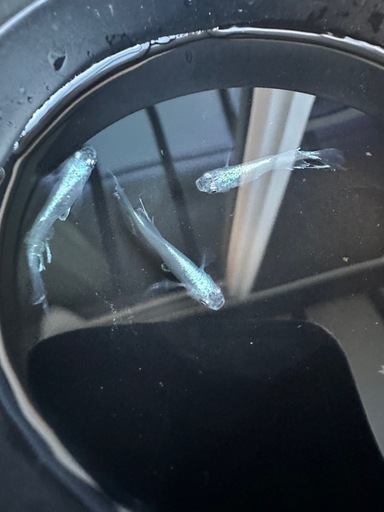 メダカ【如水】若魚(種親)①ペア　メダカの館ワッチ様血統　準直系
