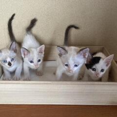 🍀きゃわわな子猫達のお家を探しています🍀