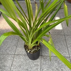 シンビジウム
