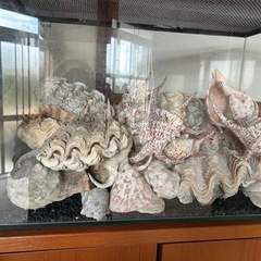  貝殻の画像