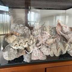  貝殻の画像