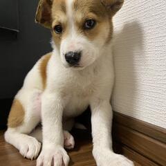 【おもち】生後約2ヶ月　保護犬♀里親募集中