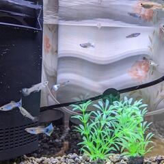 ○４　グッピー若魚