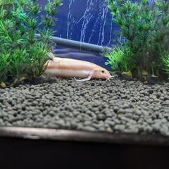 ヒドジョウ2匹（引き渡し決定致しました）