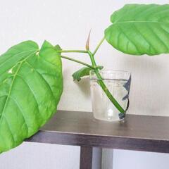 フィカス ウンベラータ (Umbellata:日傘)b.の画像