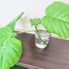 フィカス ウンベラータ (Umbellata:日傘)b.の画像