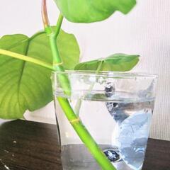 フィカス ウンベラータ (Umbellata:日傘)b.の画像