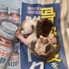 生後間もない子猫
