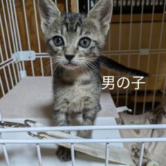 1ヶ月のキジトラ♂♀