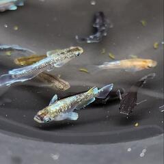 終了間近！ メダカ　めだか　10匹　ミッドナイトフリル系の画像