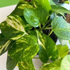 観葉植物　ポトス2種の画像