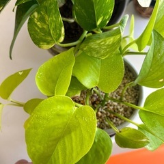 観葉植物　ポトス2種の画像