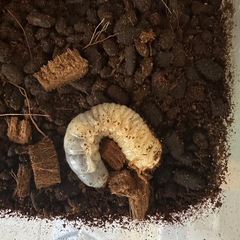 カブトムシ幼虫