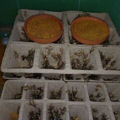 ヨーロッパイエコオロギ・イエコM～成虫　100匹～