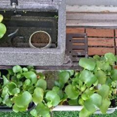 ラメメダカ　20匹