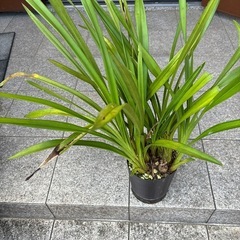 シンビジウム