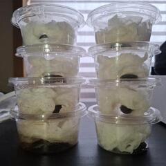 ノコギリクワガタ  ♂️×2 ♀️×6の画像