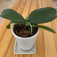 ミニ胡蝶蘭の画像