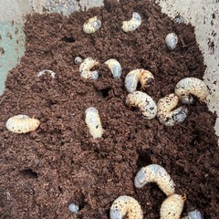 広島県　国産カブトムシ　幼虫
