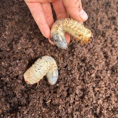 広島県　国産カブトムシ　幼虫の画像