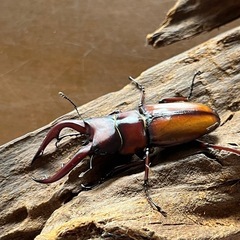 トカラノコギリクワガタ　ペア②の画像