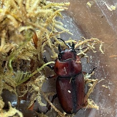 トカラノコギリクワガタ　ペア②の画像