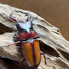 トカラノコギリクワガタ　ペア②の画像