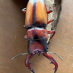 トカラノコギリクワガタ　ペア②の画像