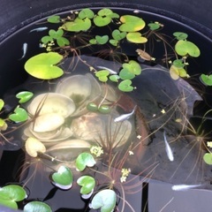 めだか水草　ガガブタ５株くらい