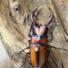 トカラノコギリクワガタ　オス
65.5ミリペアの画像