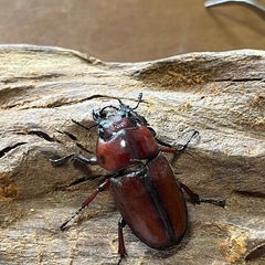 トカラノコギリクワガタ　オス
65.5ミリペアの画像