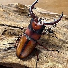 トカラノコギリクワガタ　オス
65.5ミリペアの画像