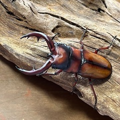 トカラノコギリクワガタ　オス
65.5ミリペアの画像