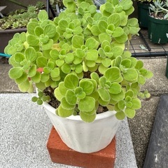 多肉植物　受け取り決まりました