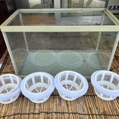 水槽飼育いろいろ