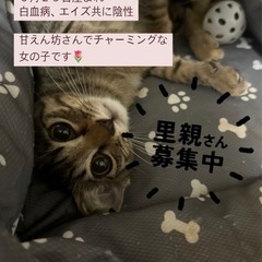 子猫　はいちゃん　女の子　３ヶ月　きじとら