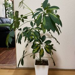 【お取引先が決まりました】斑入りホンコンカポック(シェフレラ）【...