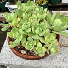 多肉植物