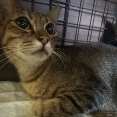 ちーちゃん　きじとら女子　一歳