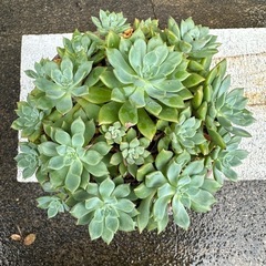 多肉植物